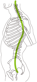 脊椎の図
